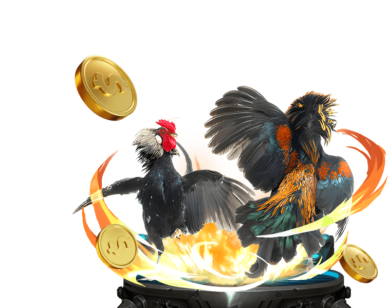 Đặt cược đá gà